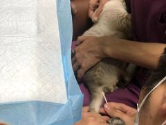 -A猫a狗全科·犬猫异宠·芥西宠物医院(南开总院)