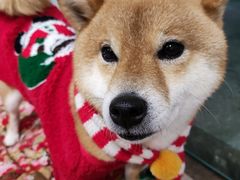 -柴迷FANS CLUB·柴犬狗咖·猫咖