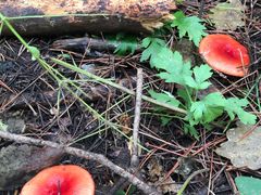 -帽儿山国家森林公园