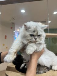 -Moni星球萌宠·小马宝莉·灵蛇·高端高阶全萌宠互动体验俱乐部(红豆国际广场店)