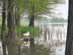 -迪士尼小镇