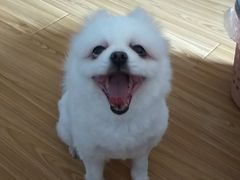 -樱桃家的宠物店(君安花园店)