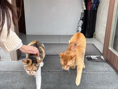 -Again Coffee Roaster(香蜜湖店)