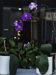 -逸丝风尚