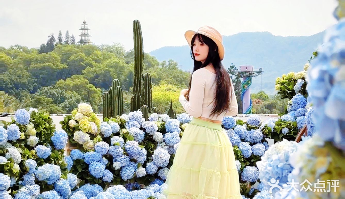 深圳春日诗意📸被绣球花海包围的浪漫天台❀
