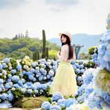 深圳春日诗意📸被绣球花海包围的浪漫天台❀