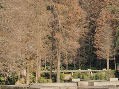 -深圳仙湖植物园