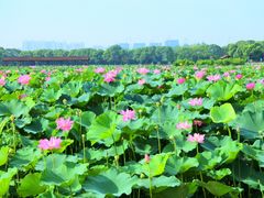 -荷塘月色湿地公园·向阳花洲