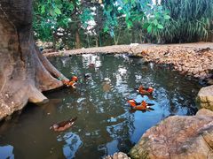 -西霞口神雕山野生动物世界