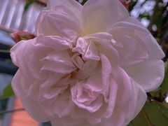 -喵屿·大理花园猫咖