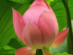 -莲池书院博物馆