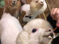 -藦茜花园宠物主题亲子互动体验馆(国顺东路店)