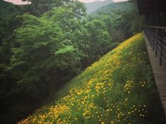 -西湖风景区-江洋畈生态公园