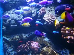 -暹罗海洋世界