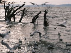 -捞渔河湿地公园