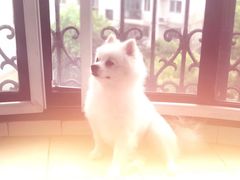 -1013 PET SHOP 宠物商店(近铁城市广场店)