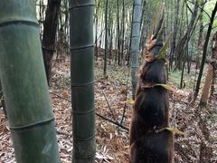 -敬亭山风景名胜区