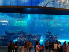 -迪拜水族馆及水下动物园