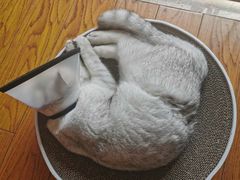 -灵美宠物诊所