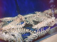 -浩运·海鲜青岛菜·海胆水饺(石老人店)