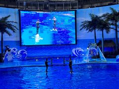 -海合安成都极地海洋公园