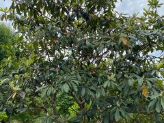 -塘栖枇杷特色园区