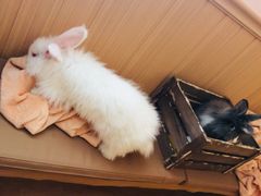 -猫猫幼稚园·撸猫·桌游·电玩