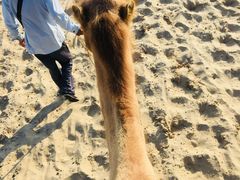 -库伦旗银沙湾旅游景区