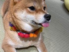 -逗柴咖啡屋·狗咖猫咖宠物桌游