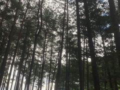 -重庆睡佛山森林公园