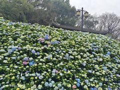 -苏州上方山国家森林公园