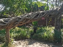 -瑞丽独树成林风景区