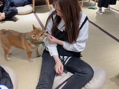-逗柴咖啡屋·狗咖猫咖宠物桌游
