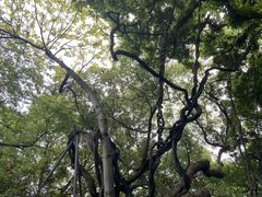 -绮园景区