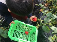 -昌平兴寿秀秀草莓采摘园