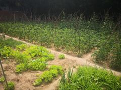 -延安杨家岭革命旧址