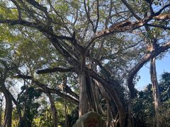 -瑞丽独树成林风景区