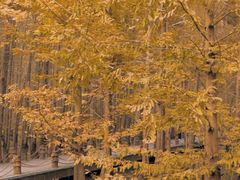 -桤木河湿地公园