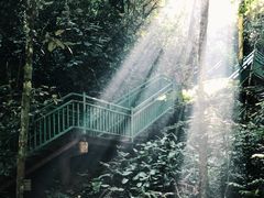 -西双版纳原始森林公园
