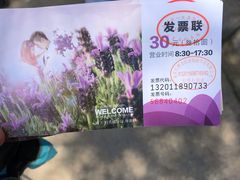 -大塘金香草谷