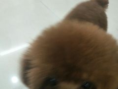 -酷狗靓猫宠物·洗护·美容·寄养(航北路店)