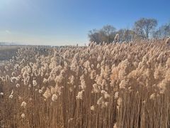-野鸭湖国家湿地公园