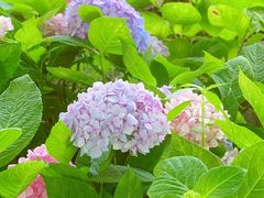 -上海浦江郊野公园-5号停车场