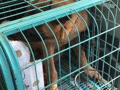 -美联众合动物医院·24h转诊中心