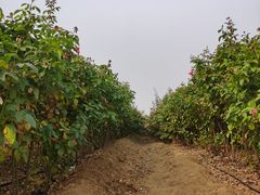 -密云玫瑰情园