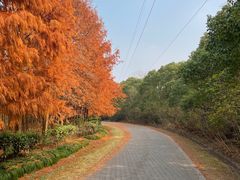 -上海海湾国家森林公园