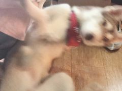 -Husky Go! 哈士奇体验馆·宠物咖啡厅狗咖