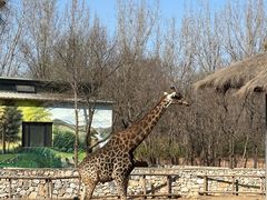 -北京野生动物园