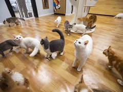 -猫的天空之城概念书店(印象城购物中心店)