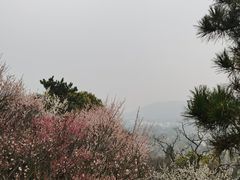 -香雪海